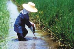 Pesticide endangers fish 