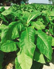 Tobacco turns a new leaf 