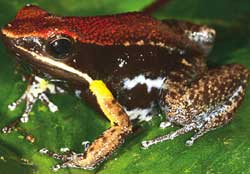 Rethinking evolution