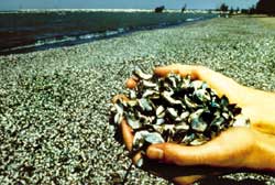 Anti malarial drug from shellfish