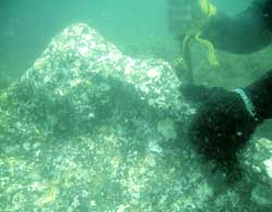 Tsunami uncovers ancient sculptures in Mahabalipuram in Tamil Nadu