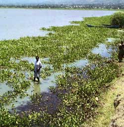 Pollutants flood Lake Victoria