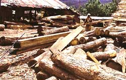 India`s sawmill policy filled with loopholes