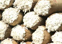 Monsanto at the receiving end of Bt cotton pricing policy