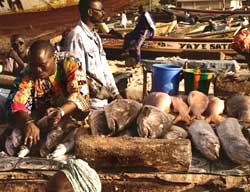 EU signs biggest fisheries deal with Mauritiana