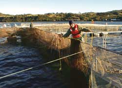 Salmon farming under scrutiny in Chile