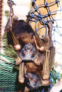 Mystery diesease endangers red flying fox in Australia