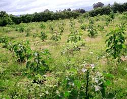 Jatropha plantation policy has gaping holes