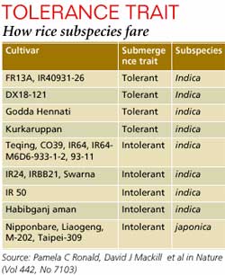 Flood resistance rice comes to rescue