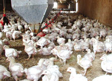 Glycerin will be future chickenfeed