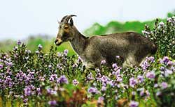 Neelakurinji blooms in the Nilgiris