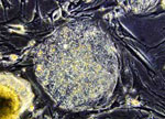 European researchers to get new lines of cells from arrested embryos