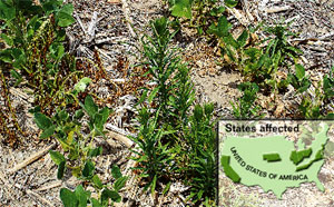 Glyphosate resistant marestail growing in leaps and bounds