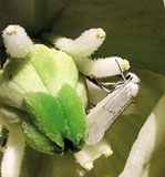 Plant diseases track planetary gravity, says study