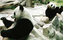 Thai zoo to show panda pornography to spark romance between pandas