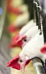 Avian flu drug in the making