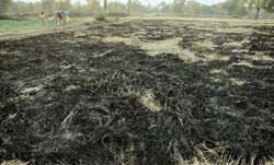 Chhattisgarh proactive in checking illegal BT rice trials