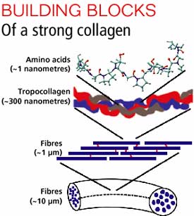 Mathematical model explains structure of protein