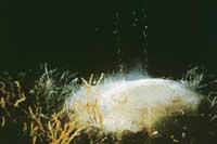 Scientists discover natural gas off the east coast of Canada