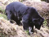 Bear killings raise furore in J&K