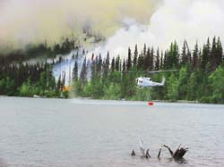 Forest fires aid in the spread of mercury in soil