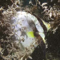 Batfish  saviour of corals