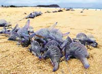 Toxic blue jellyfish found floating on Austalian beaches