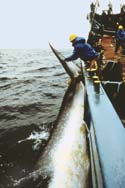Japan invites members of whaling commission for meeting