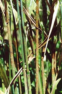 Coming soon: a wheat disease from West Asia