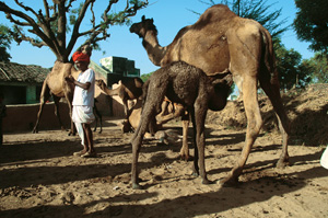 Ban on grazing hits Raikas community hard