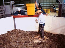 Rattlesnake roundup in Texas