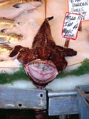 ASDA to review monkfish ban