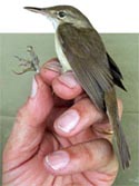 Large billed reedwarbler found in Thailand