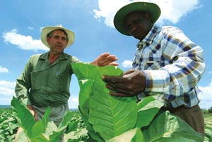 No state support to Zimbabwe`s A2 farmers