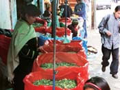 Bolivia`s farmers say drop `coca` from coca cola