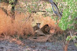 Centre wants lions to be relocated from Gir forest; Gujarat not keen