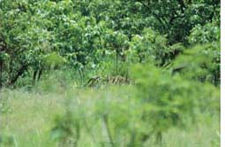 Sighting of leopard in Orissa`s Niyamgiri hills raises debate on mining