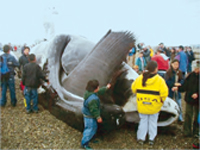 Whaling commission allows Eskimos whale hunting quota  