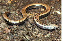 19 cm long limbless lizard found in Orissa  