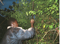 Swaziland to fight invasive species  