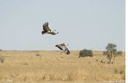 Should villages in Desert National Park be relocated?