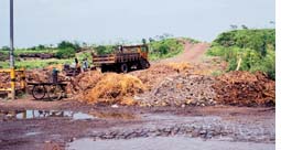 Bengal wetlands treasure troves of microbes  