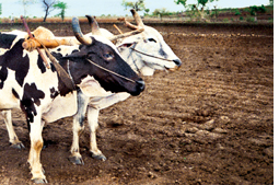 Sulphur deficiency in Madhya Pradesh soil leads to poor harvest  