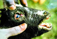 Goat plague hits Kenya  