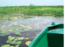 Swamphen vanishing from Bakhira lake  