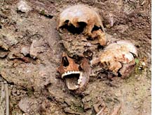 Remains of Venice plague  