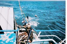 World`s first sustainable tuna fishery  