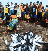 Tuna catch falling in the Philippines  