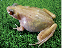 Transparent frogs as educational tools  