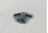 Costa Rica for leatherback turtles  